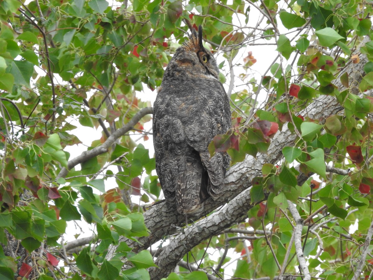 Great Horned Owl - ML646314458