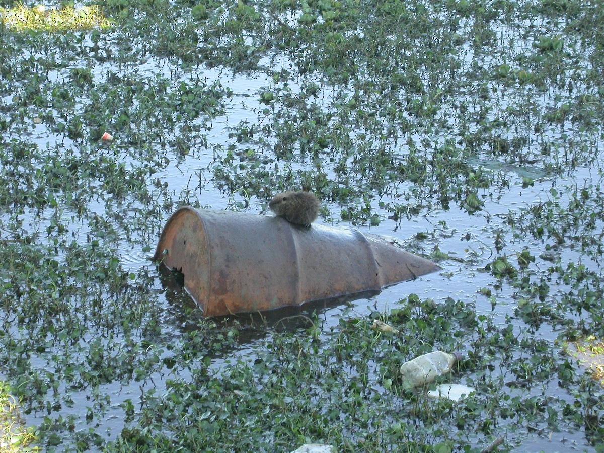 Extinct Nutria - ML646314459