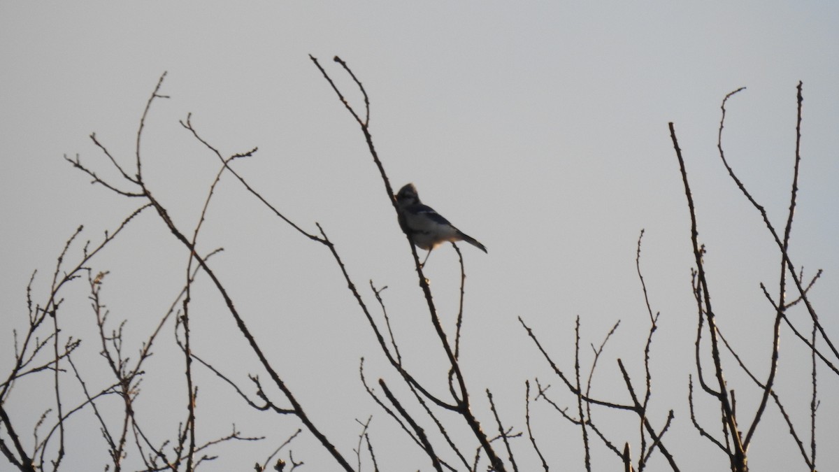 Blue Jay - ML646314460