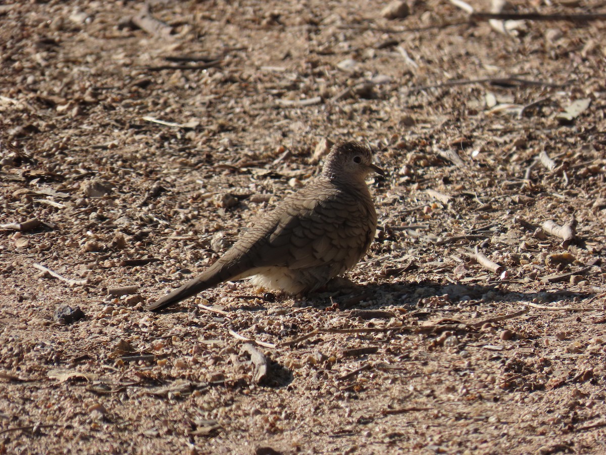 Inca Dove - ML646314461