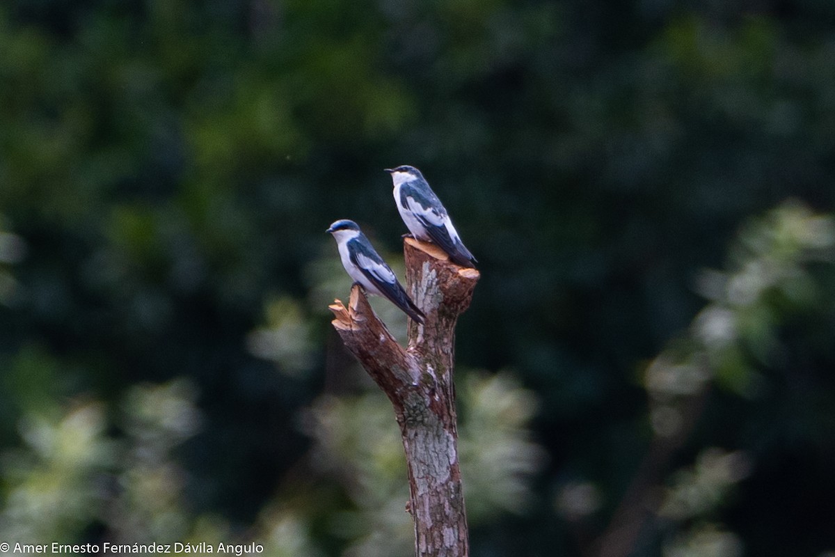 White-winged Swallow - ML646314462