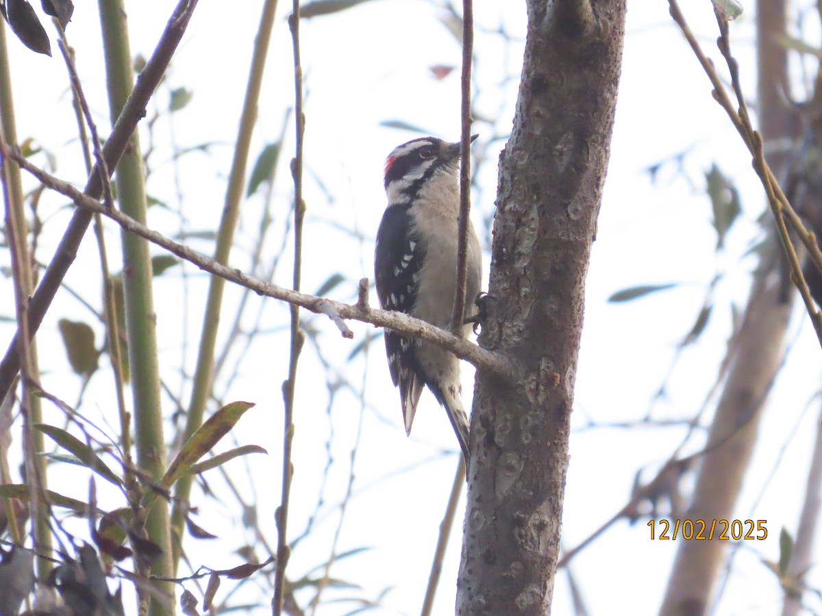 Downy Woodpecker - ML646314463