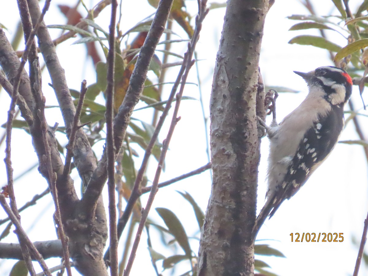 Downy Woodpecker - ML646314464