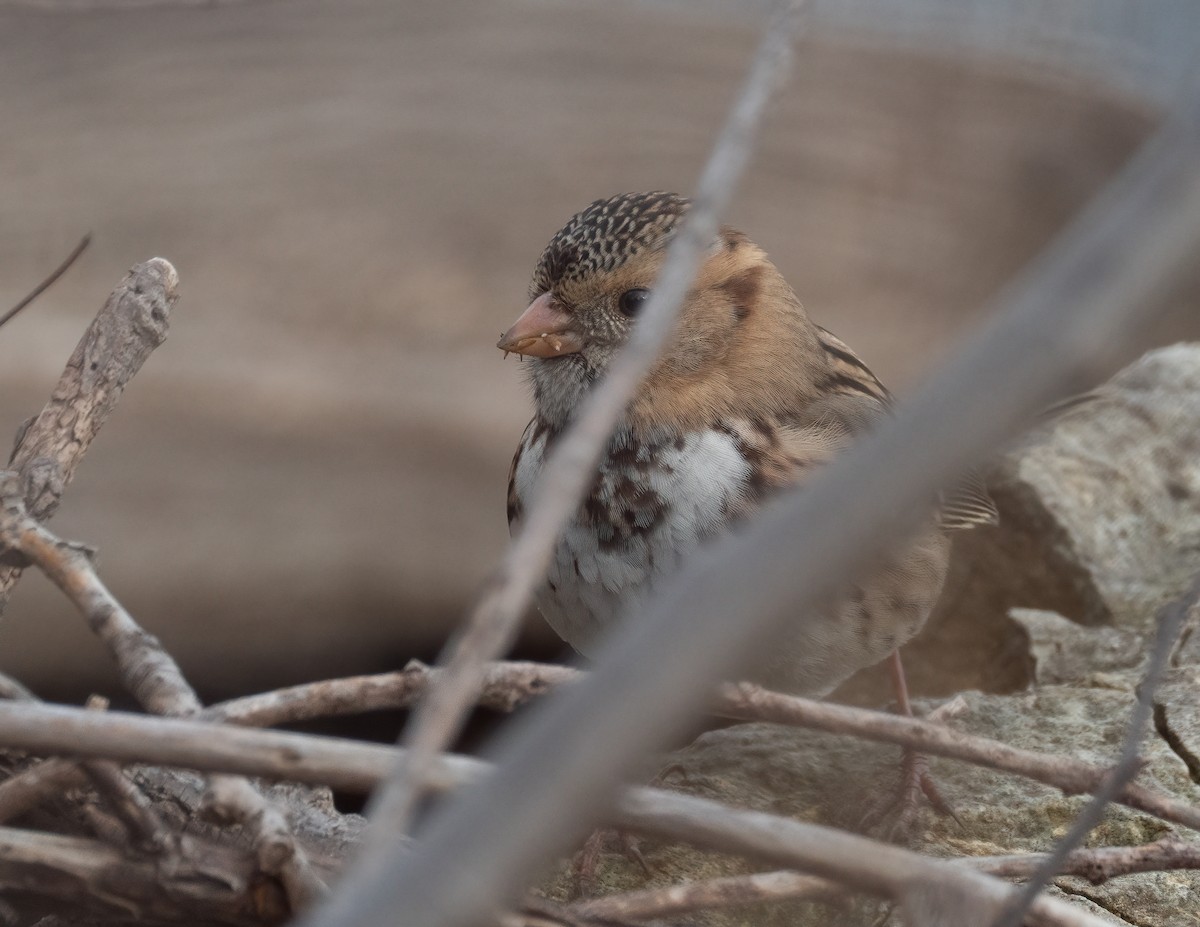 Harris's Sparrow - ML646314465