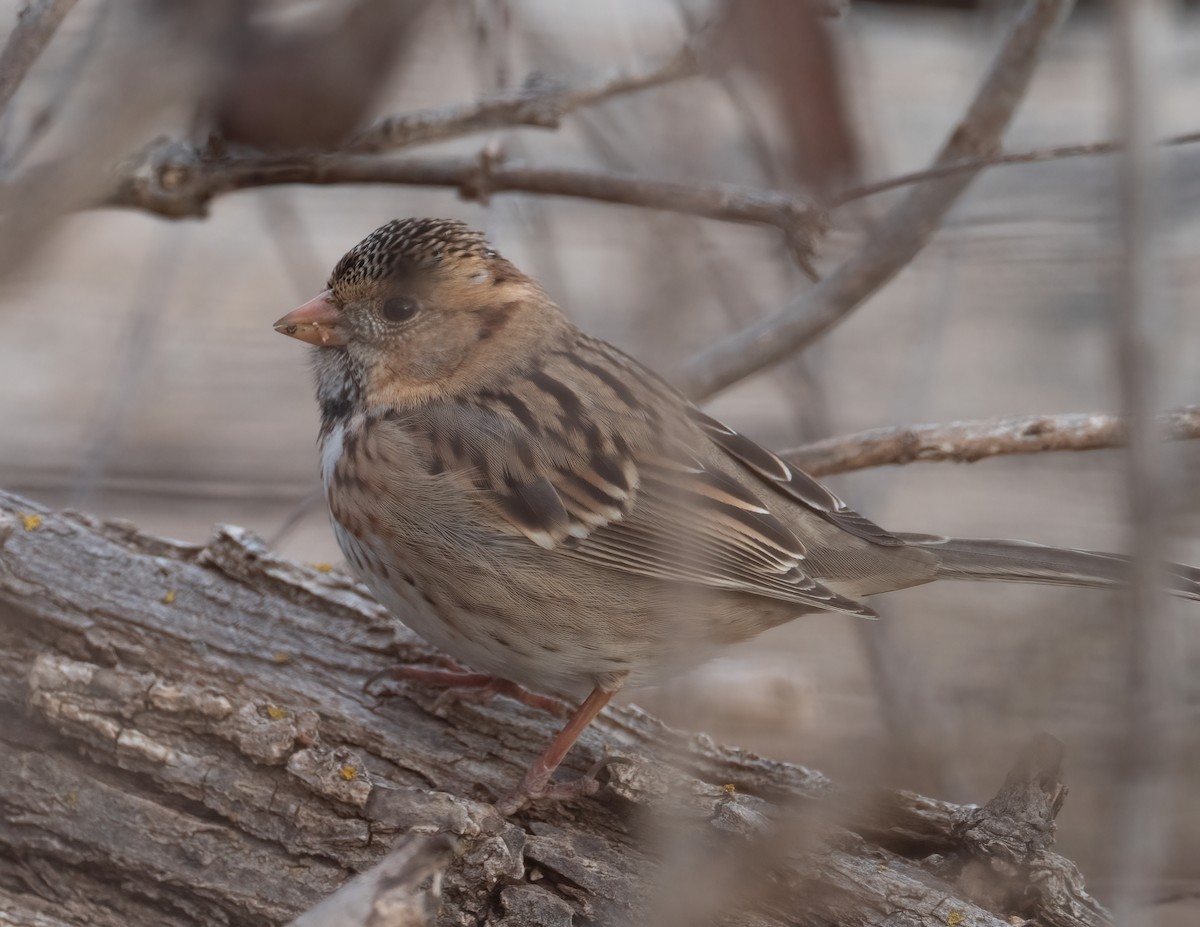 Harris's Sparrow - ML646314466