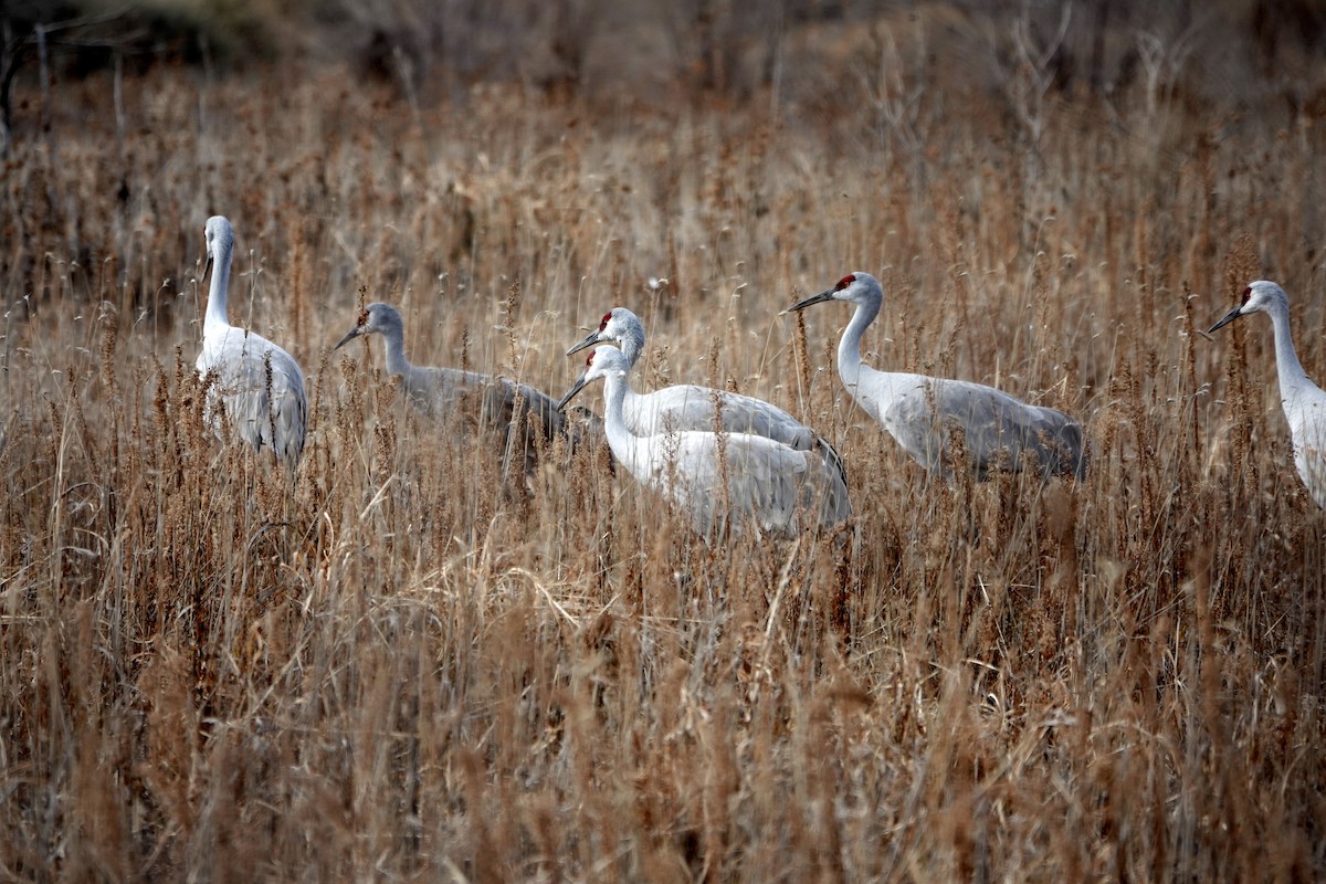 עגור קנדי - ML646314467