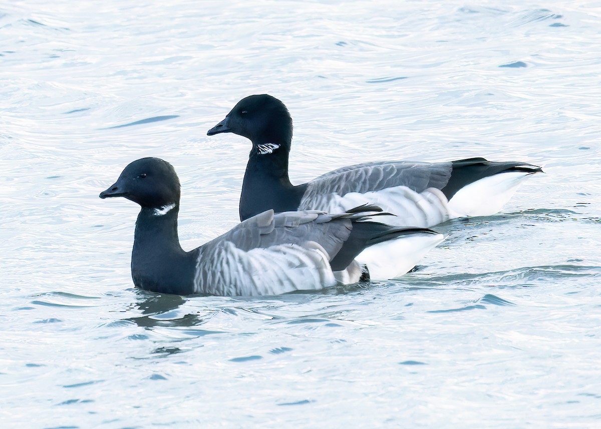 Brant (Pale-bellied) - ML646314470