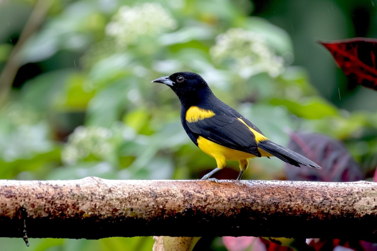 Black-cowled Oriole - ML646314471