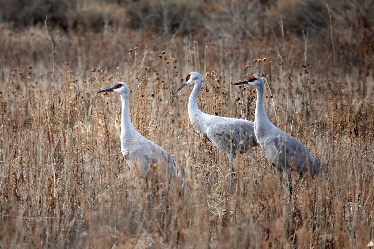 Sandhill Crane - ML646314473