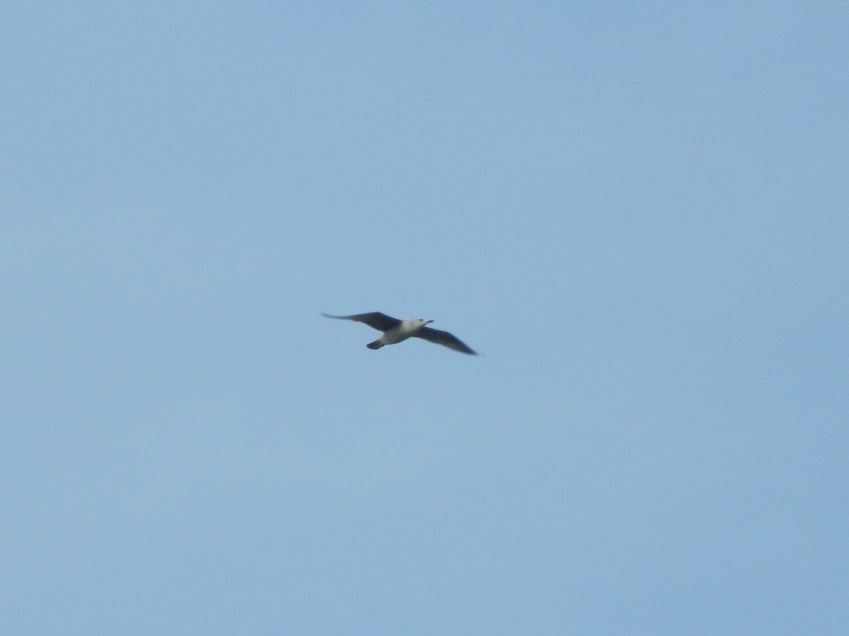 Yellow-legged Gull - ML646314475