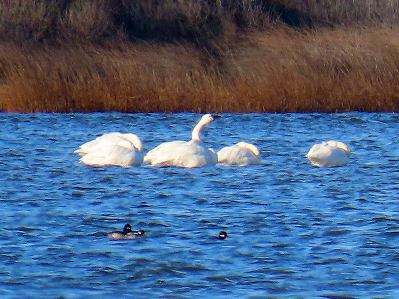 Tundra Swan - ML646314476