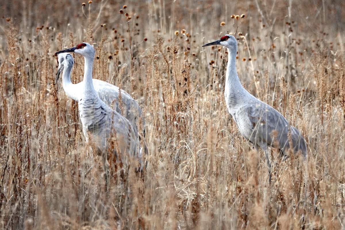 Sandhill Crane - ML646314477