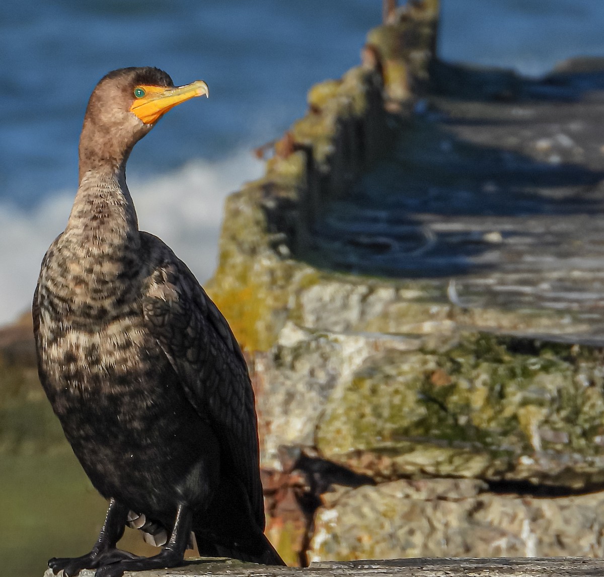 Double-crested Cormorant - ML646314478
