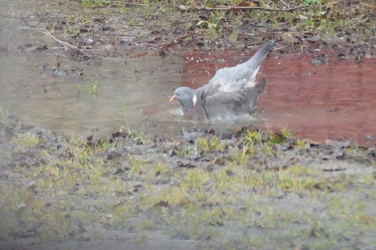 Pigeon ramier - ML646314494