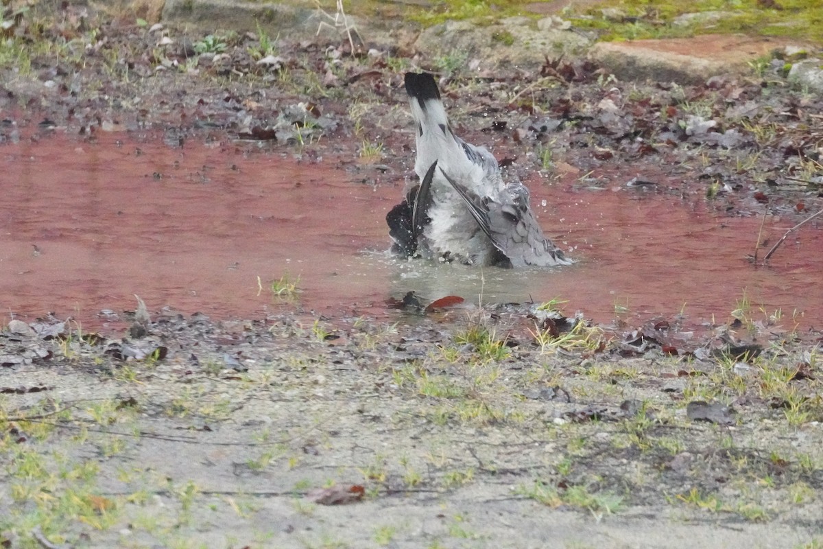 Pigeon ramier - ML646314495