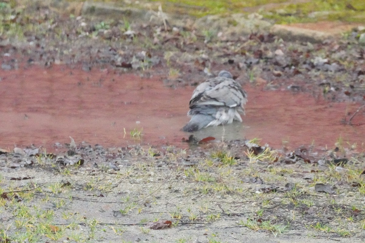 Pigeon ramier - ML646314496