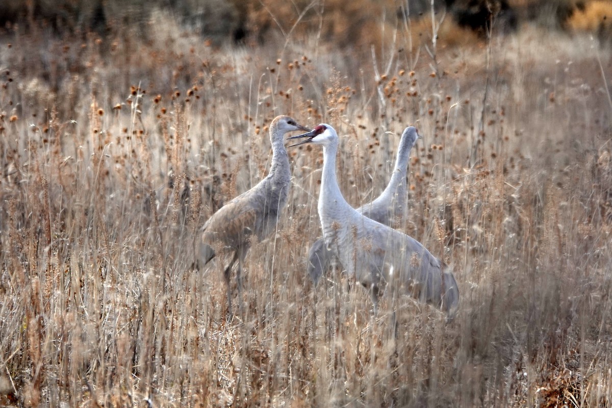 Sandhill Crane - ML646314502