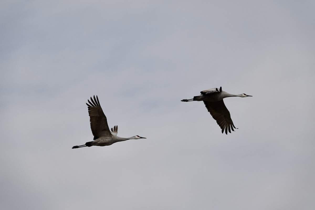 Sandhill Crane - ML646314503
