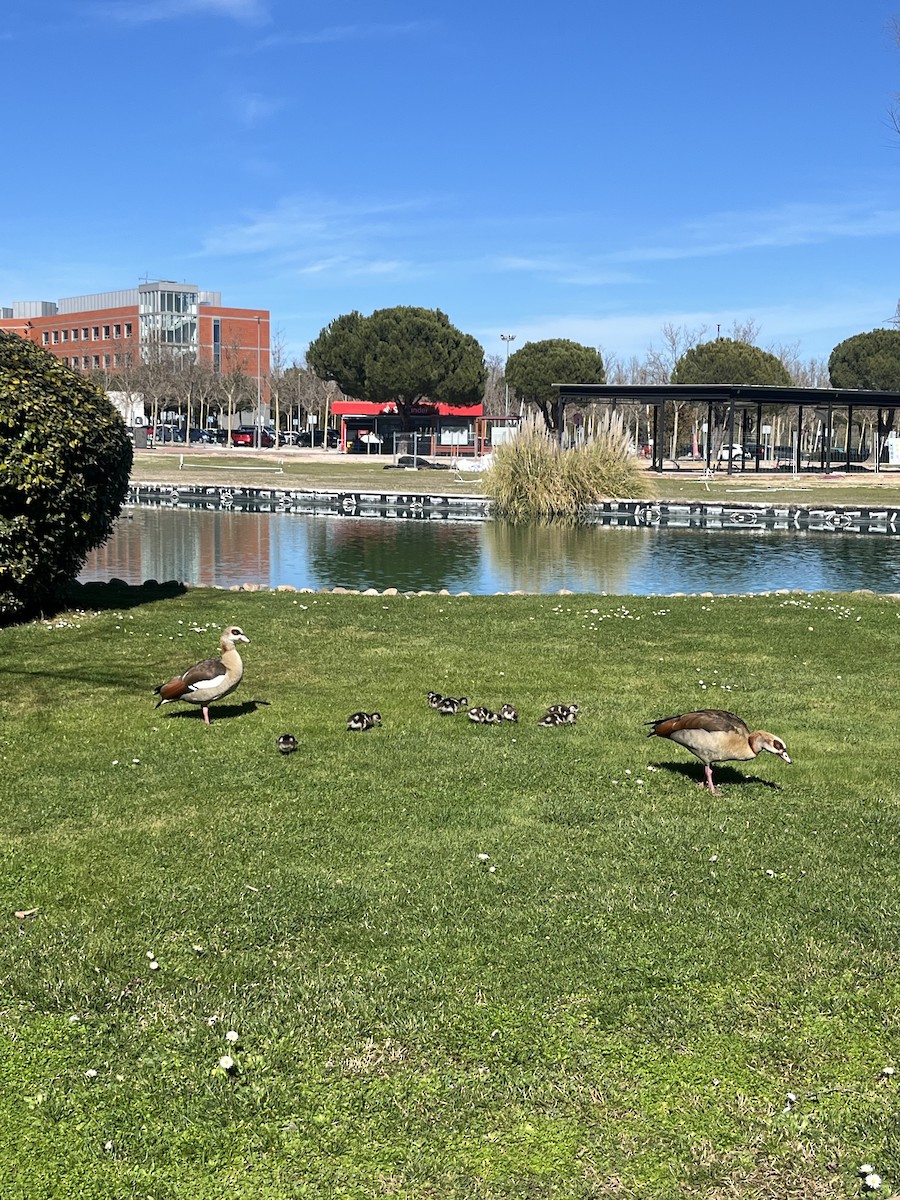 Egyptian Goose - ML646314505