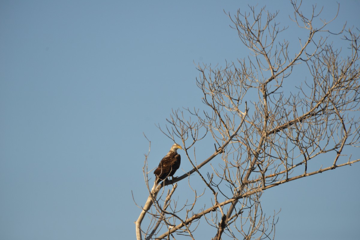 Pygargue à tête blanche - ML646314506