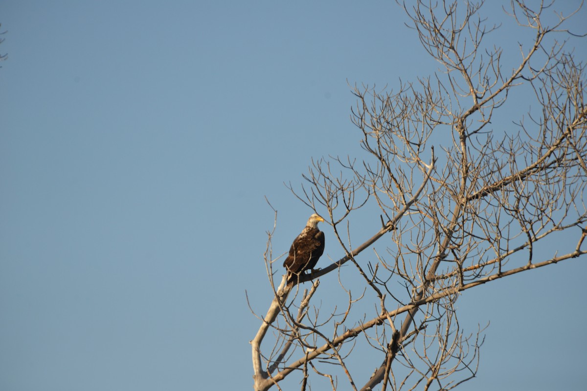 Pygargue à tête blanche - ML646314507