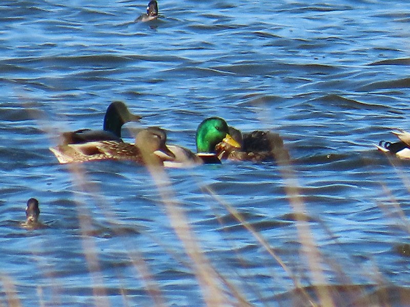 Mallard - ML646314508