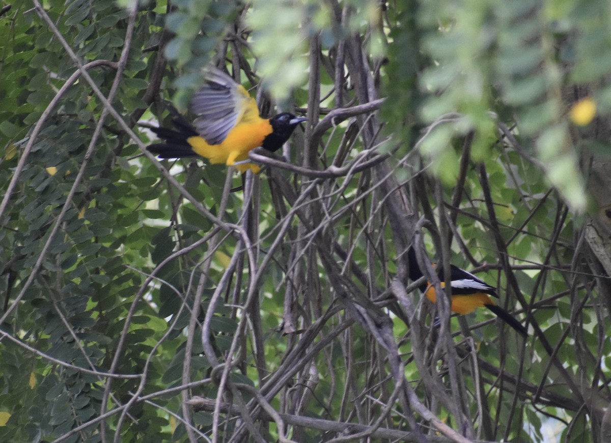 Oriole troupiale - ML646314510