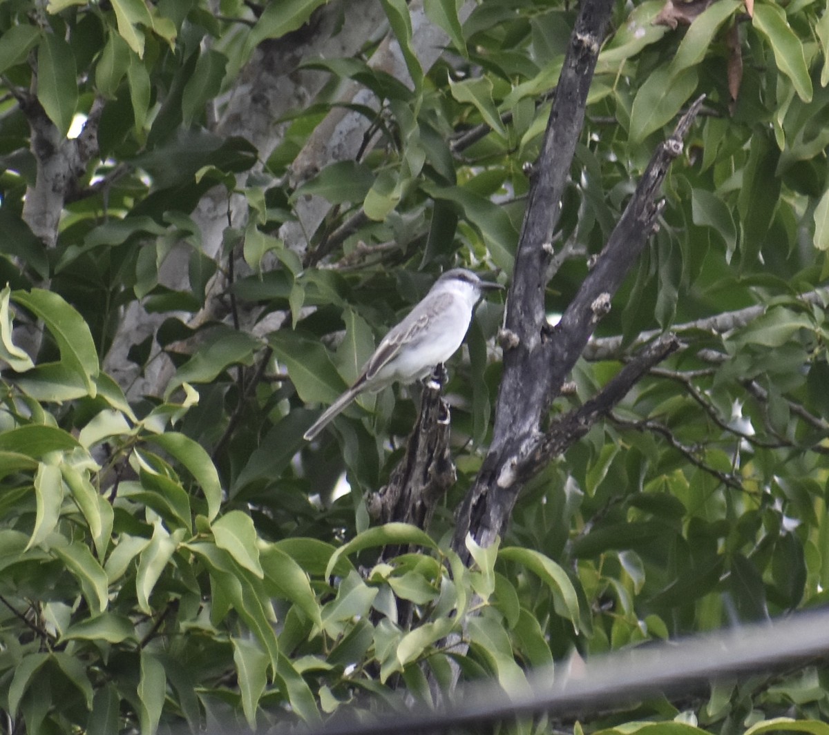 Tyran gris - ML646314511