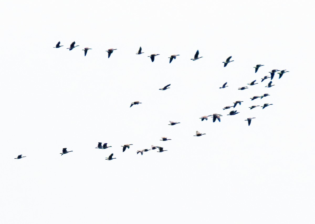 Bernache de Hutchins - ML646314512