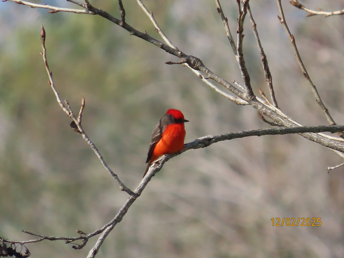 Moucherolle vermillon - ML646314513