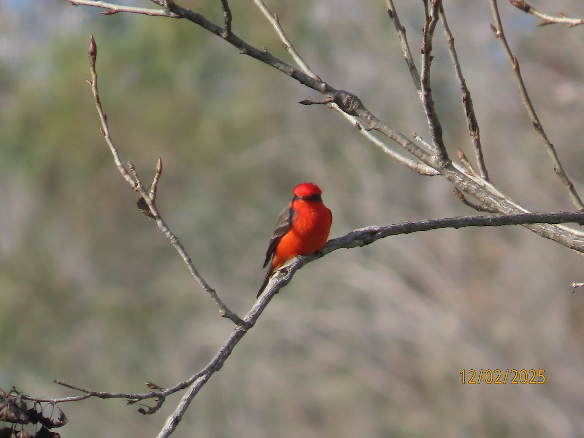 Moucherolle vermillon - ML646314514