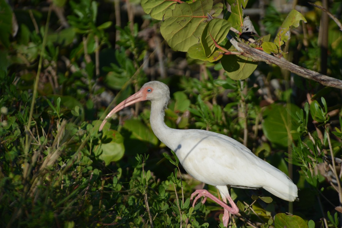 Ibis blanc - ML646314515