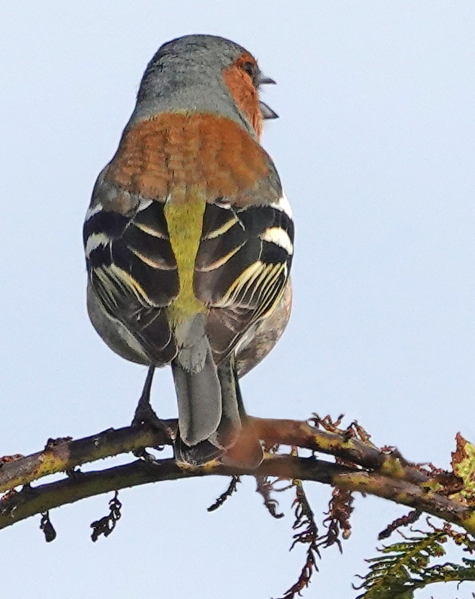 Pinson des arbres - ML646314516