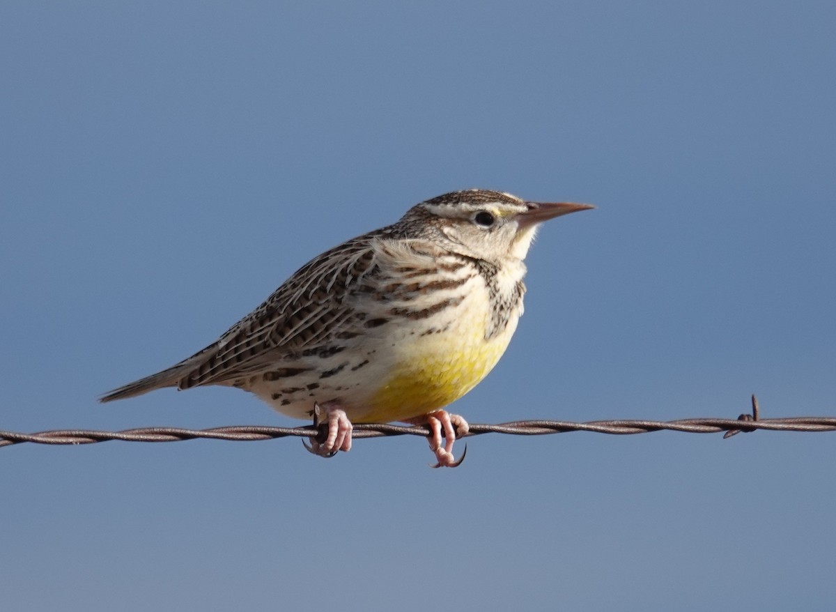 Sturnelle de Lilian - ML646314517