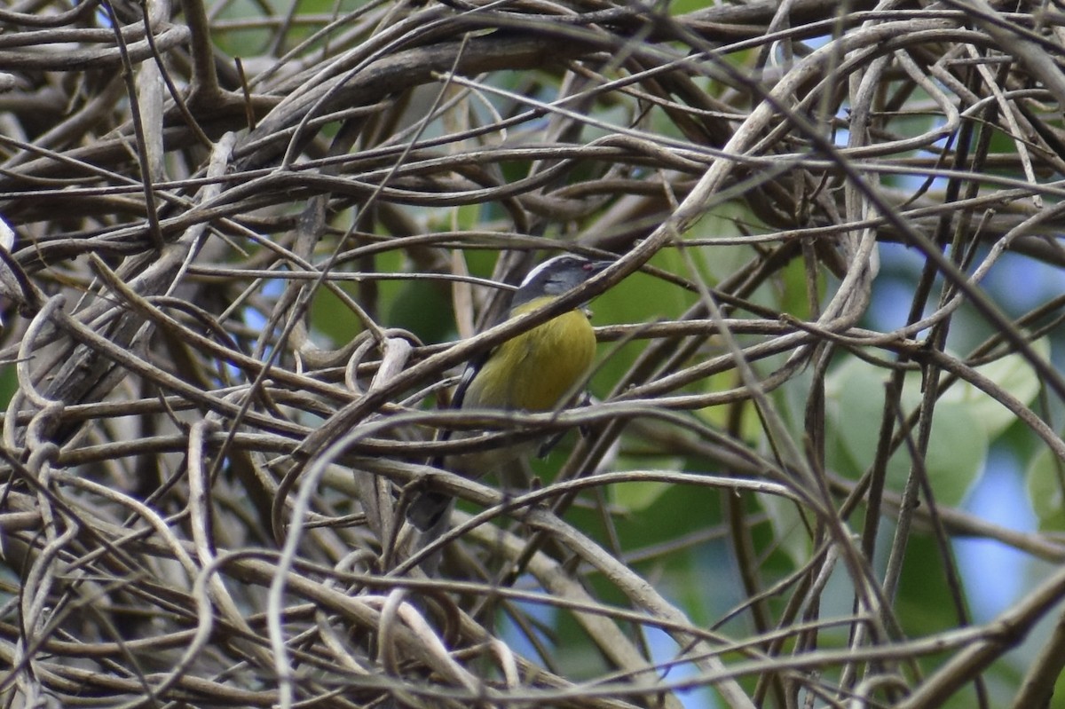 Sucrier à ventre jaune - ML646314518