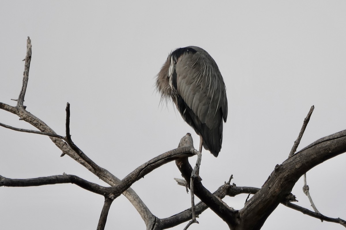 Grand Héron - ML646314519