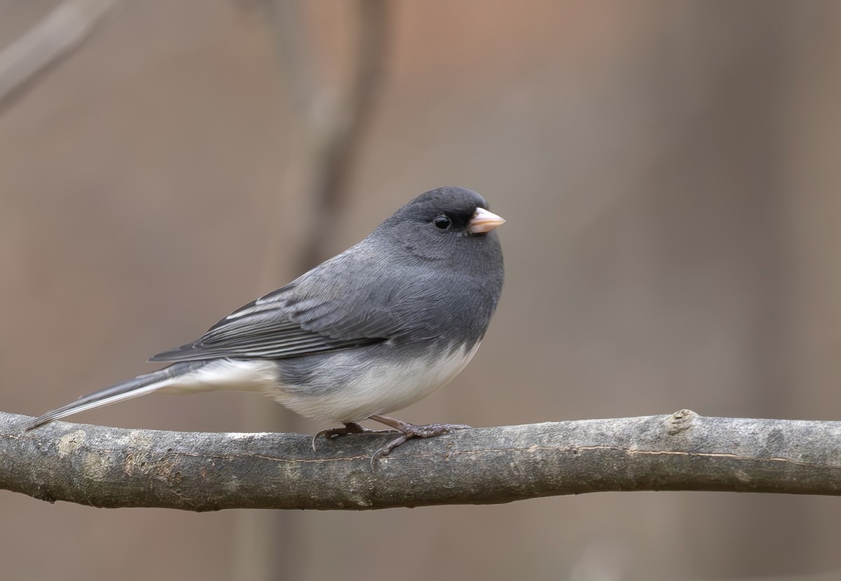 Junco ardoisé - ML646314520