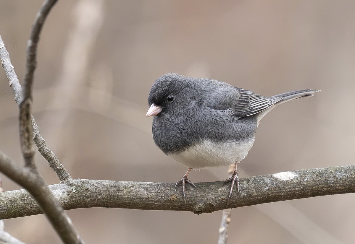 Junco ardoisé - ML646314521