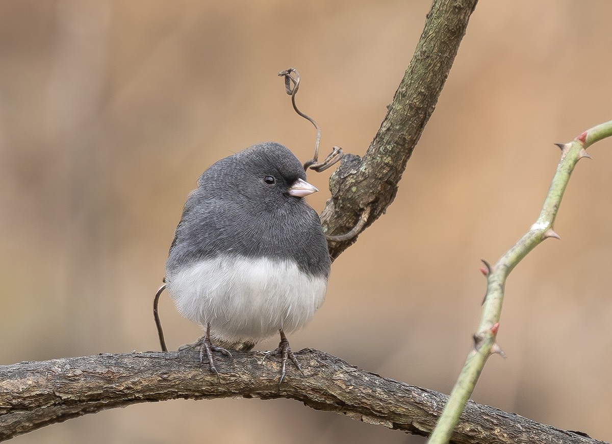 Junco ardoisé - ML646314522