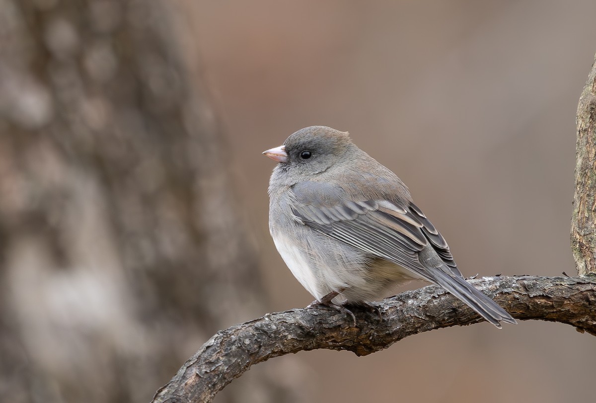 Junco ardoisé - ML646314523