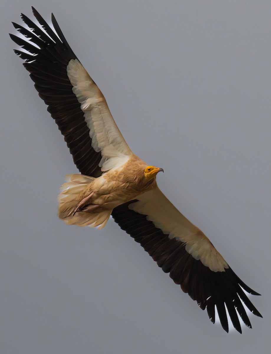 Percnoptère d'Égypte - ML646314524