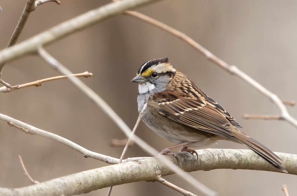 Bruant à gorge blanche - ML646314525