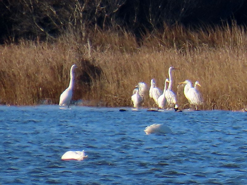 Grande Aigrette - ML646314527