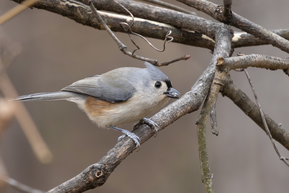 Mésange bicolore - ML646314528