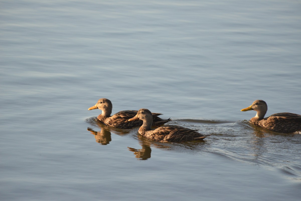 Canard brun - ML646314529