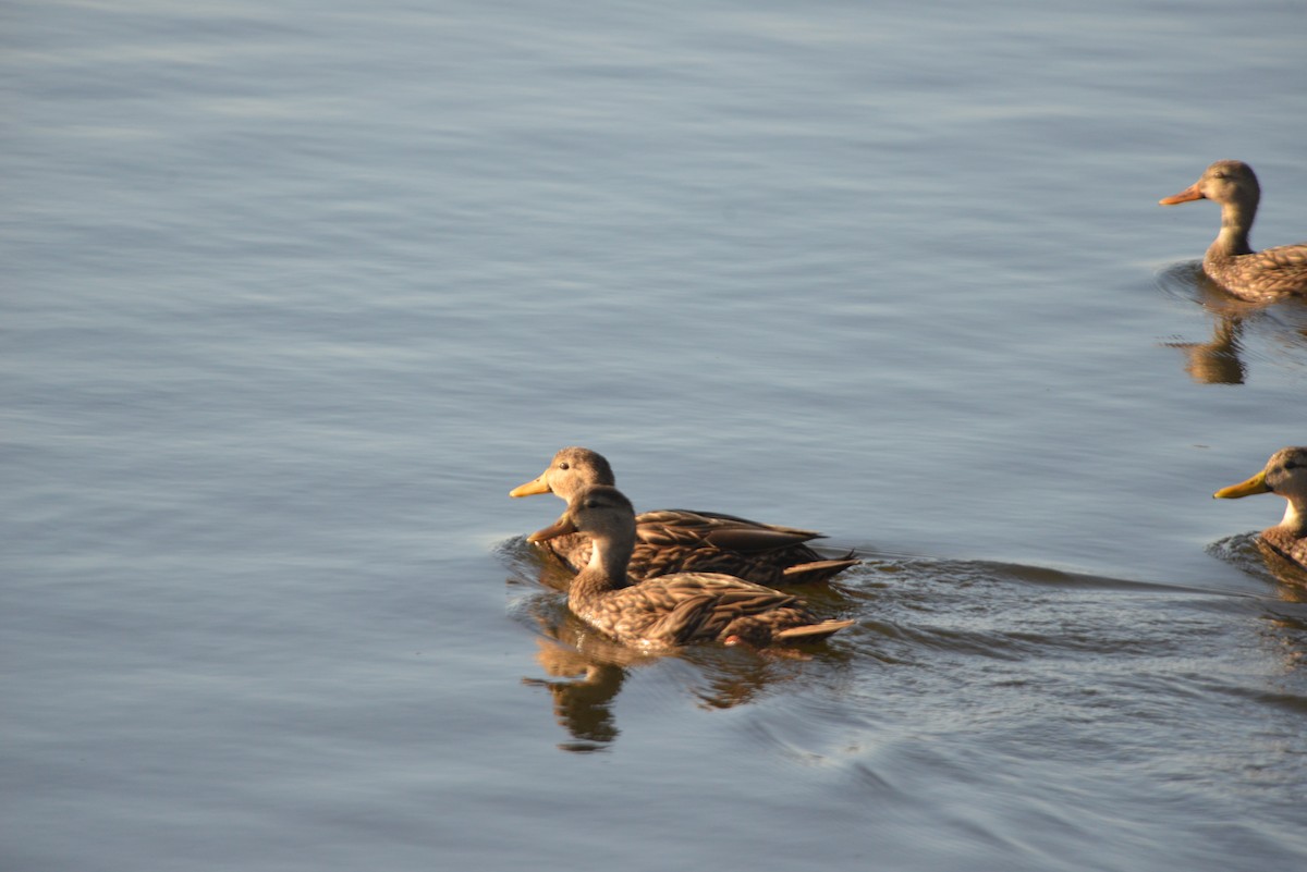 Canard brun - ML646314530