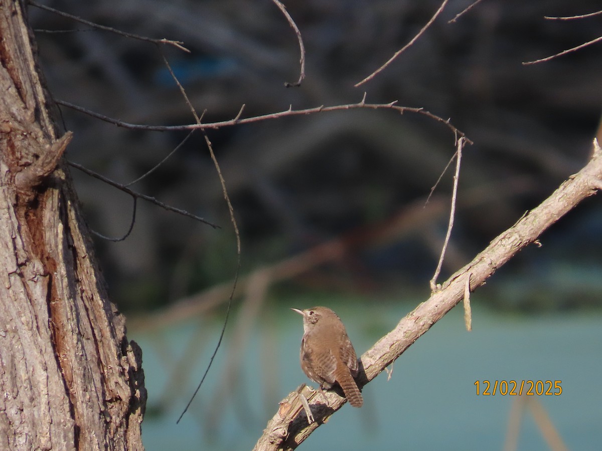 Troglodyte familier - ML646314532