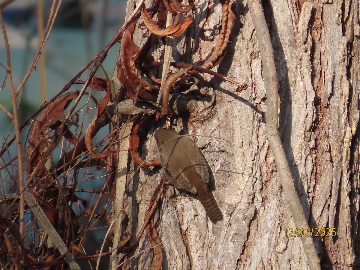 Troglodyte familier - ML646314533