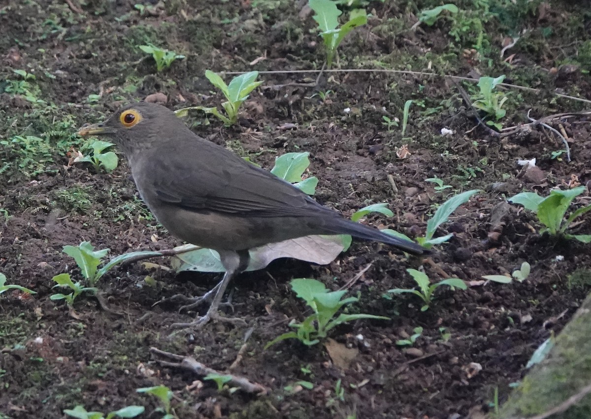 Merle à lunettes - ML646314534