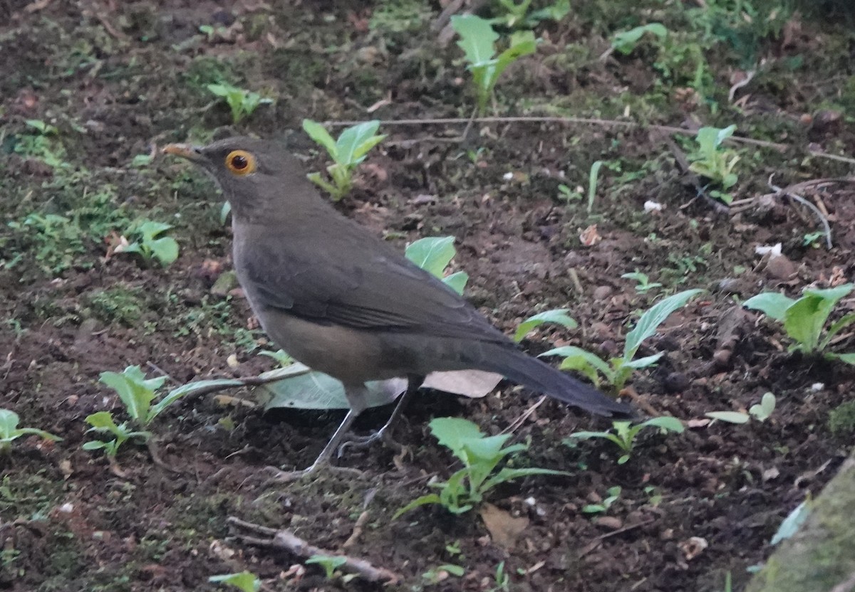 Merle à lunettes - ML646314535